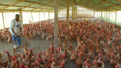 Poultry farmers
