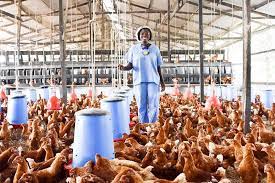 poultry farm 1
